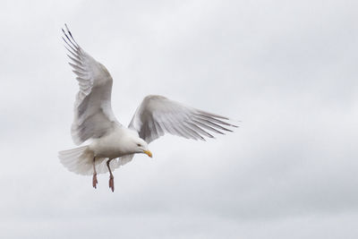 Low angle view of seagull flying