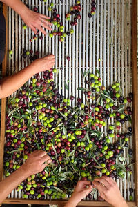 High angle view of people sorting olives on table