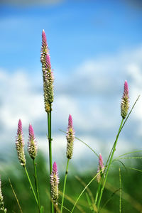 Close-up of pink flowering plant on field