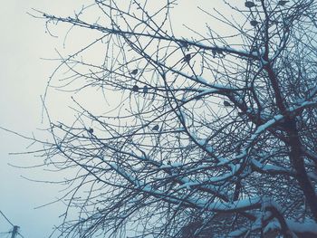 Low angle view of bare trees against sky