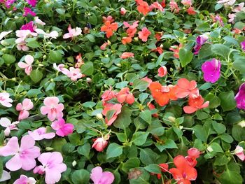 Close-up of pink flowering plants in park