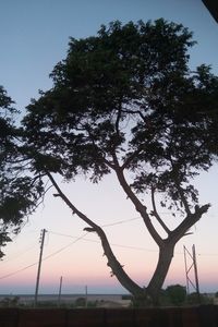 Silhouette tree against sky during sunset