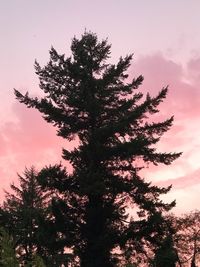 Low angle view of tree