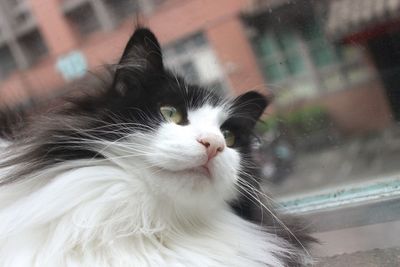 Close-up of cat looking through window