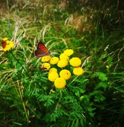 Close-up of butterfly pollinating on yellow flower