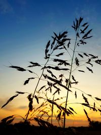 Low angle view of silhouette plants against sky during sunset