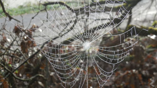 Close-up of spider web