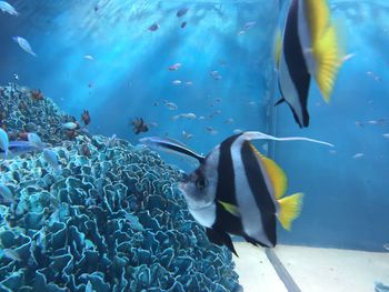 Fish swimming in sea