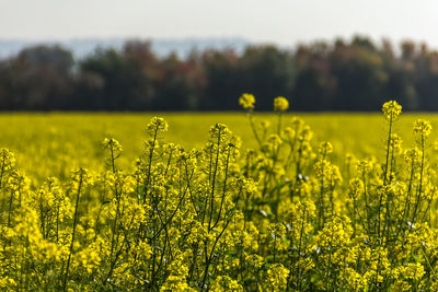 Scenic view of oilseed rape field against sky