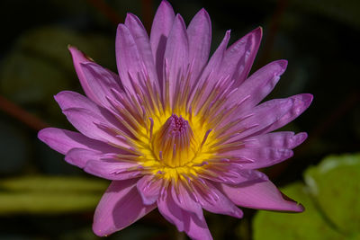 Close-up of purple flower