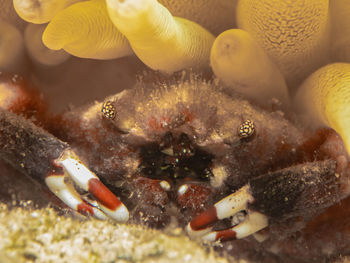 Close-up of fish swimming in sea