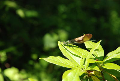 Close-up of insect on leaf