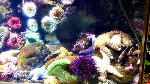 Full frame shot of coral in sea