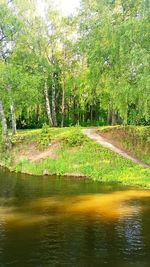 Scenic view of lake in forest