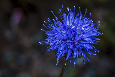 Close-up of purple flower