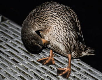 High angle view of a bird