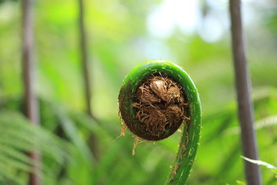 Close-up of fresh green leaf on field