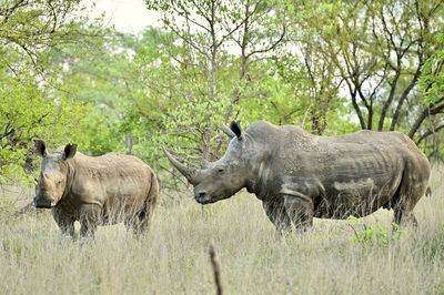 Rhinoceros standing on field