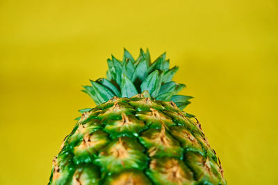 Close-up of cactus plant against yellow background