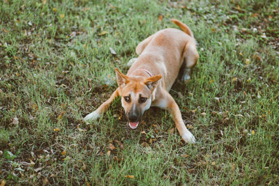 High angle view of dog on grassy field