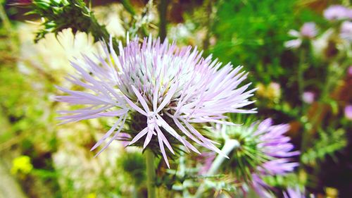 Close-up of pink flowers