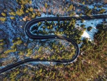 High angle view of trees by road