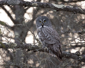 Close-up of owl perching on tree