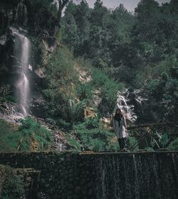 Trees growing in forest