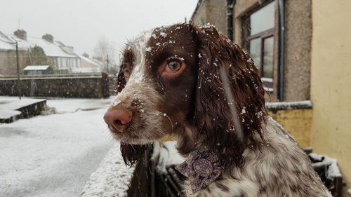 Close-up of dog outside house during winter