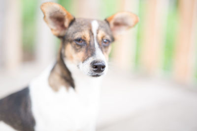 Close-up portrait of dog