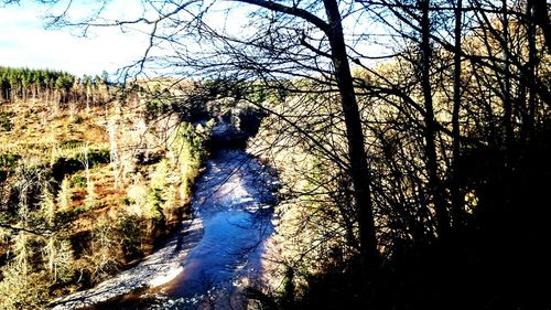 Bare trees in forest