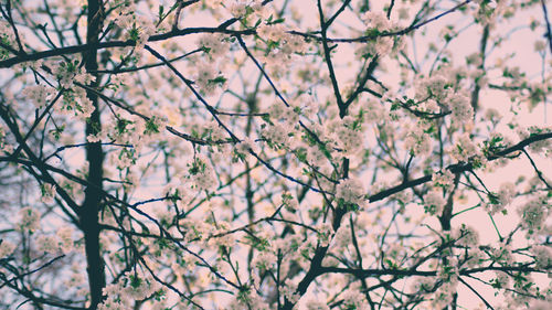 Low angle view of blooming tree against sky