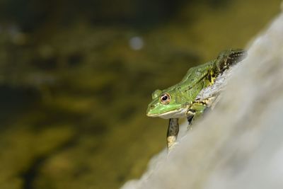 Close-up of frog perching on stone