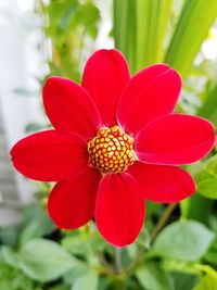 Close-up of red flower blooming outdoors