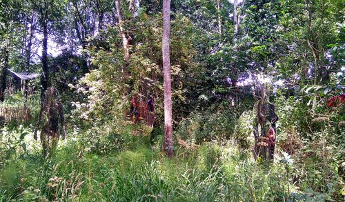 Trees in forest