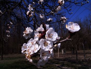 White cherry blossoms in spring