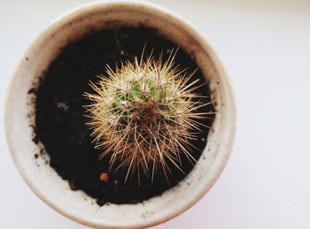 Directly above shot of cactus on table