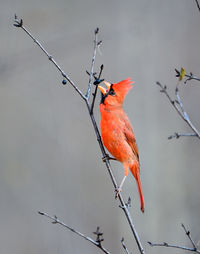 Bird perching on a branch