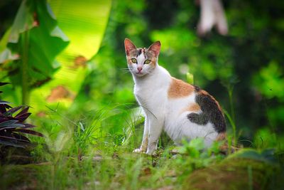 Portrait of cat sitting on grass