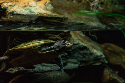 View of turtle in sea