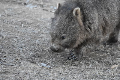 High angle view of wombat standing on grassy field