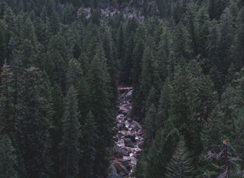 High angle view of pine trees in forest