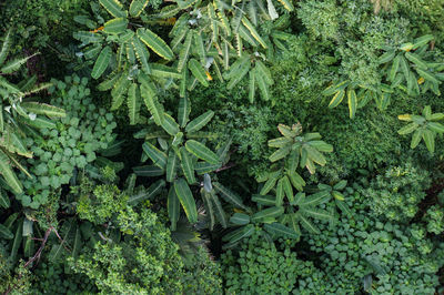 Patterns of nature - tropical plants 