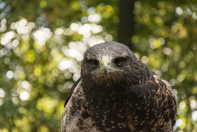 Close-up portrait of owl