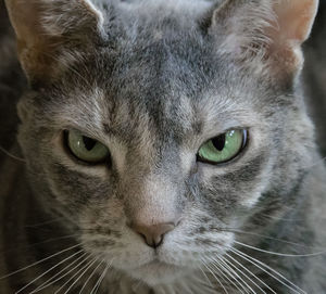 Close-up portrait of cat