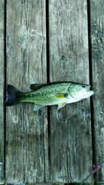 Dead fish lying on wooden surface