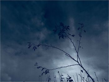 Low angle view of silhouette birds flying against sky