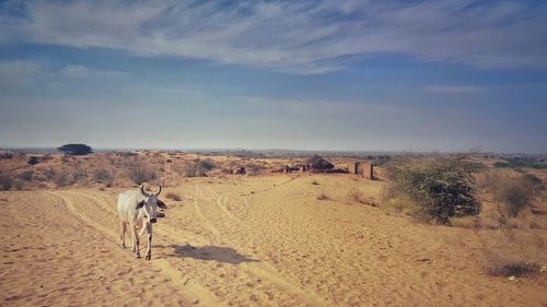 Cow in desert against sky