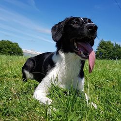 Close-up of dog sitting on grass