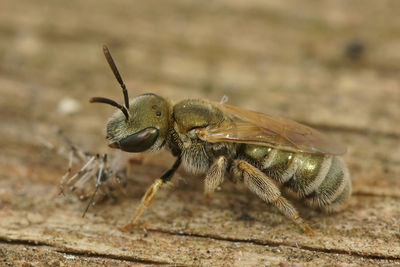 Detailed closeup on a colorful metallic green mediterranean bronze furrow bee, halictus species 